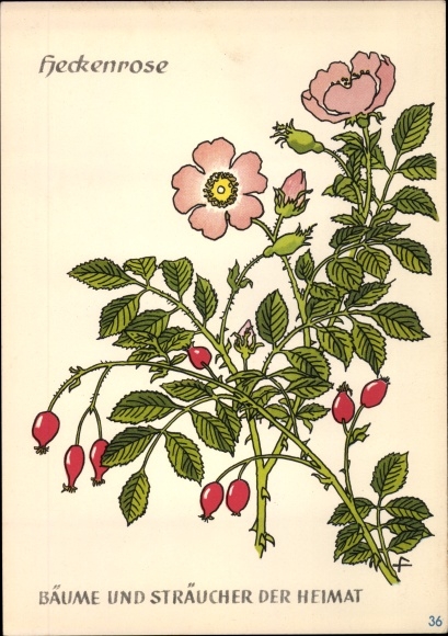 Postcard dog rose, trees and shrubs of the homeland, DJH youth hostel groschen