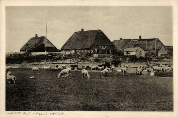 Ak Hallig Gröde in Noord-Friesland, terp, schapen