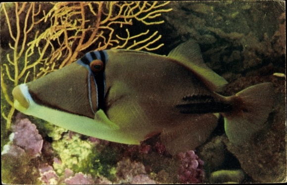 Postcard Fisch im Aquarium, Blue-banded Triggerfish