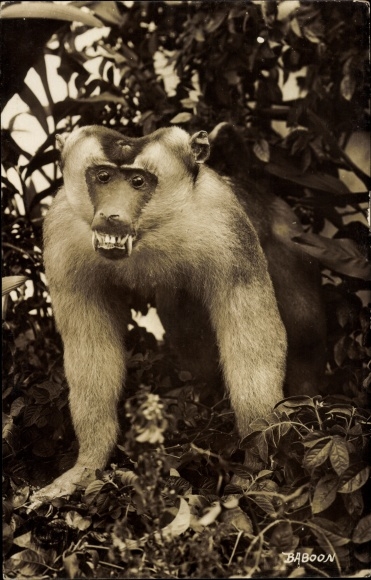 Photo Postcard monkey with bared teeth on a tree, baboon