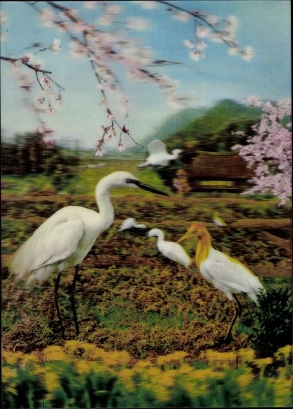 3 D Postcard White Heron, Blossom