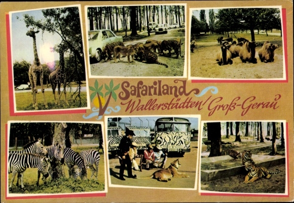 Postcard Wallerstädten Groß Gerau in Hessen, Safariland, zebras, giraffes, tigers, camels