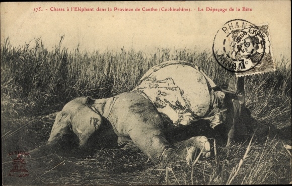 Ak Cochinchine Vietnam, Chasse a l'Elephant, Le Depecage de la Bete