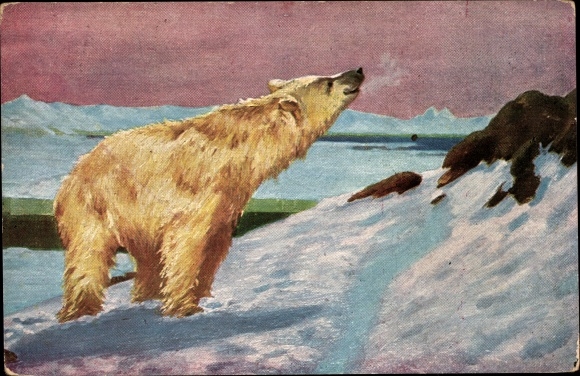 Postcard polar bear in the snow