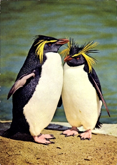 Postcard Rockhopper penguins in Leipzig Zoo, penguin pair