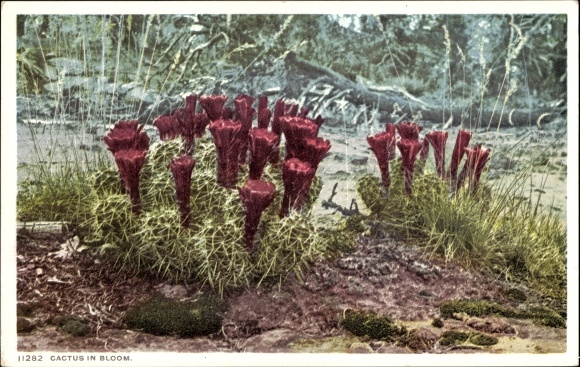 Postcard Arizona USA, Cactus in Bloom