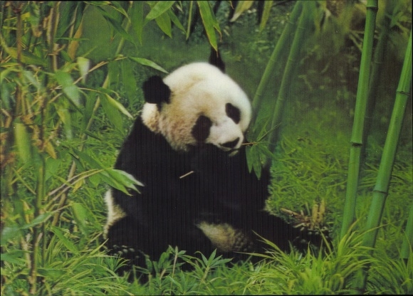 3 D Postcard panda bear between bamboo