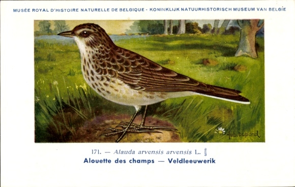 Kunstenaarskaart Dupond, Hub., Alauda arvensis, Veldleeuwerik, nr. 171