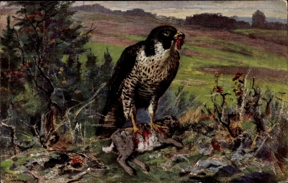 Artist Postcard Eagle eats rabbits