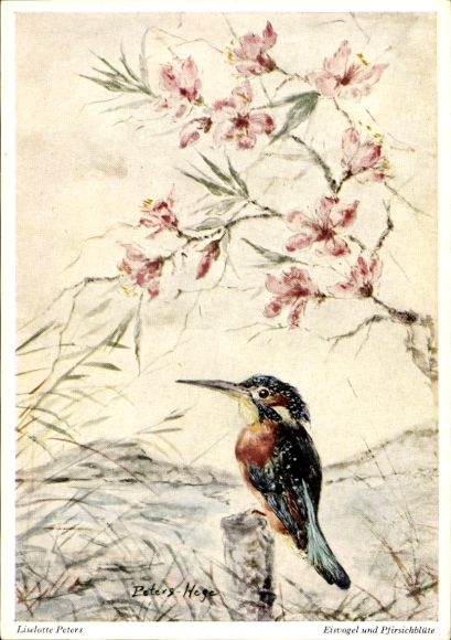 Künstler Ak Peters, L., Eisvogel, Pfirsichblüte