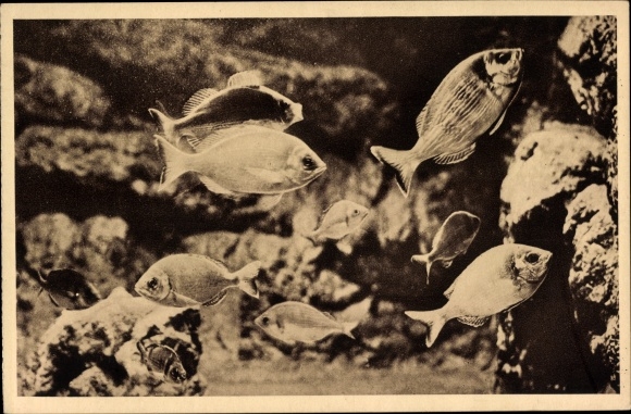 Postcard Monaco, Aquarium du Musee Oceanographique, Tanudes, Gray beetle