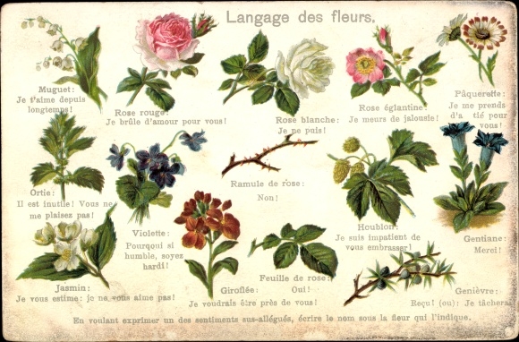 Postcard Flower language, Blumensprache, Rosen, Veilchen, White rose, I cannot