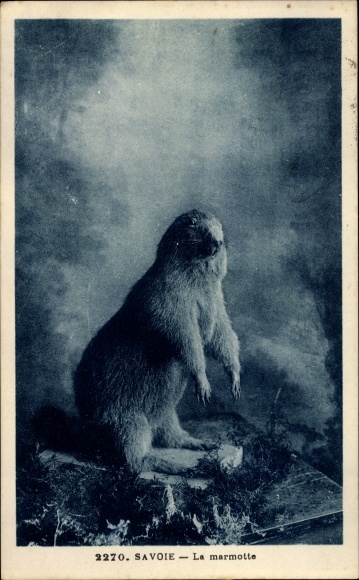 Ak Savoire, la Marmotte, Murmeltier