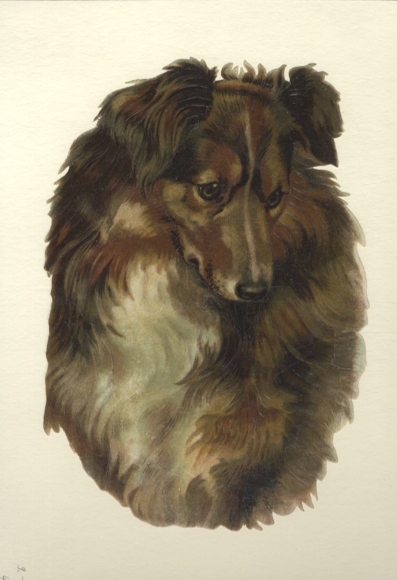 Oblate Kopf eines Collie, Größe ca. 24 x 16 cm
