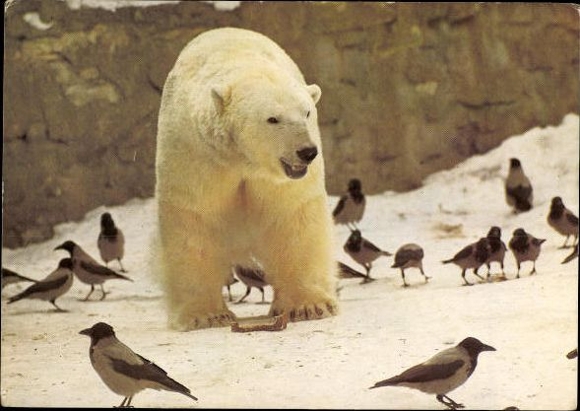 13 old PCs of various zoo animals, polar bears, pandas, foxes