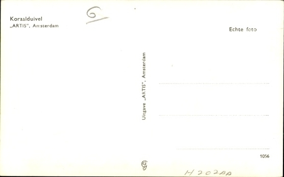 Postcard Amsterdam North Holland Netherlands, Koraalduivel, ARTIS, Amsterdam