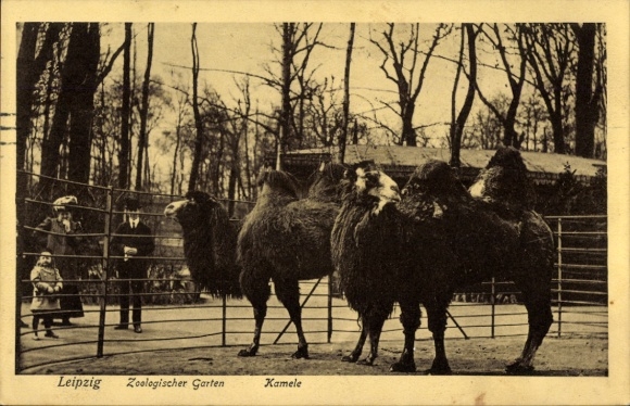 Ak Leipzig, Kamele, Zoologischer Garten
