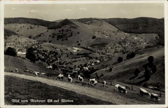 Ak Wieden im Schwarzwald, Wiedener Eck, Kuhherde
