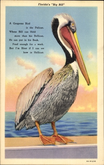 And Florida USA, Big Bill, Pelikan
