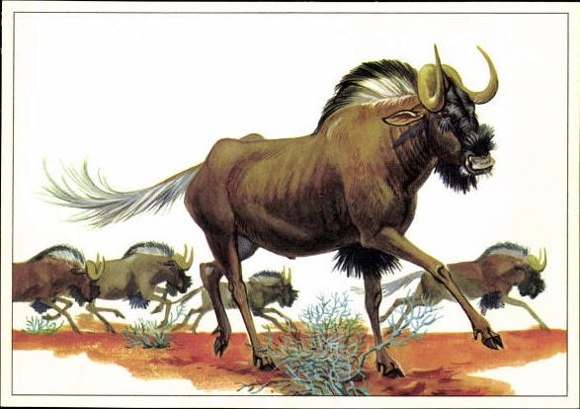 12 PCs in the envelope, African steppe animals, trading card series Bild und Heimat