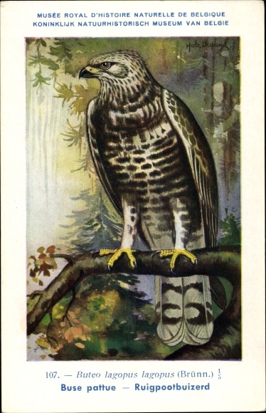 Artist PC Dupond, Hub., Buteo lagopus, rough-legged buzzard