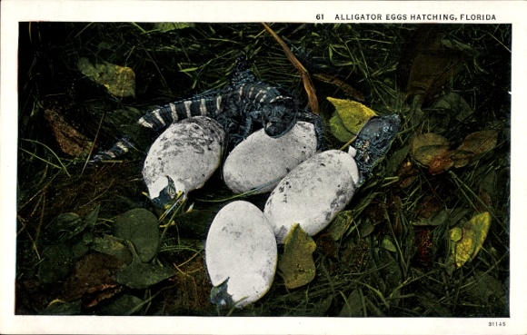 Postcard Florida USA, Alligator eggs hatching, hatching alligators