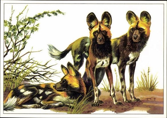 12 PCs in the envelope, African steppe animals, trading card series Bild und Heimat