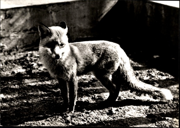 Falkenstein Zoo, Red Fox