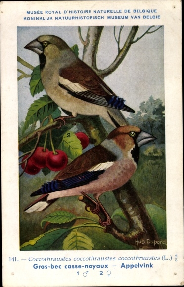 Artist PC Dupond, Hub., Cocothraustes cocothraustes, Appelvink