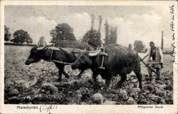 Postcard Macedonia, Ploughing Farmer