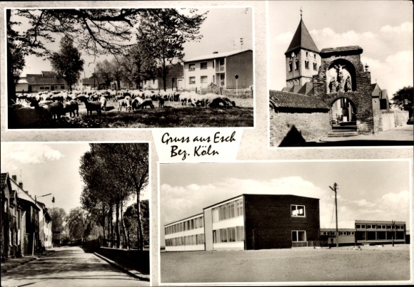 Ak Esch Auweiler Köln, Verschiedene Ansichten, Kühe auf der Wiese, Kirche, moderne Gebäude
