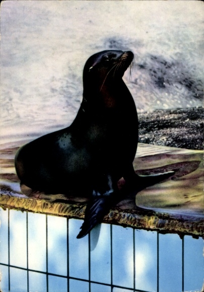 Ak Seelöwe, Zoo