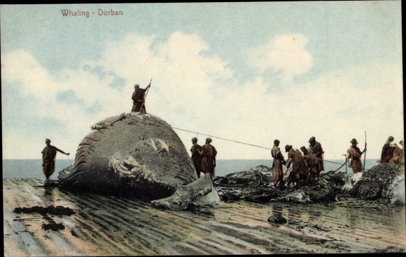 Ak Durban Südafrika, Whaling, Walfänger
