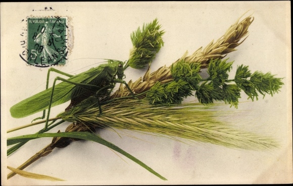 Postcard Green hay horse on the ear, locust