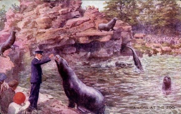 Artist Postcard Howard, CT, Sea lions in the zoo