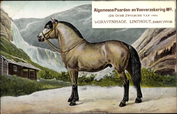 Postcard &#39;s Gravenhage The Hague Südholland, Algemeene Paarden en Veeverzekering Mij., Advertising