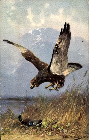 Artist Postcard Müller, M., Eagle rushes towards a mallard