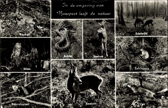 Postcard Nunspeet Gelderland, Reekalf, Uilen, Boommarter, Adder, Reebok, Edelwild, Eekhoorn