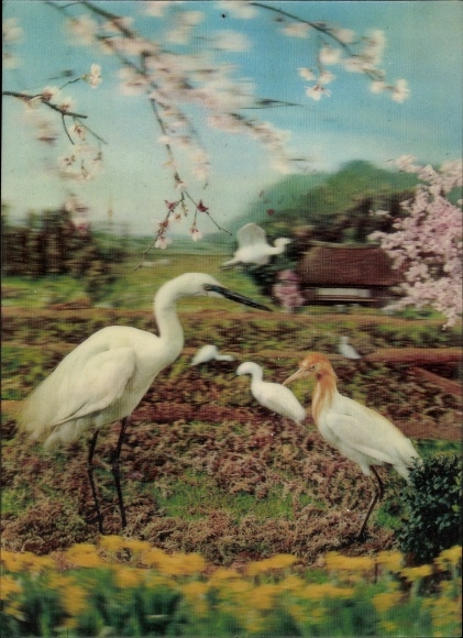 3 D Postcard White Heron, Blossom