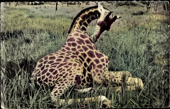 Picture Africa, Giraffe