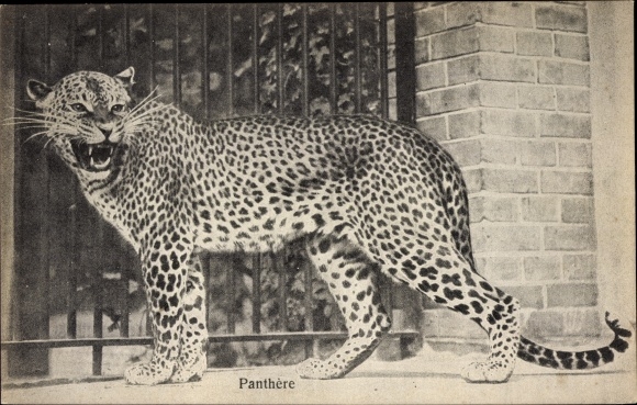 Postcard Hissing leopard in the enclosure