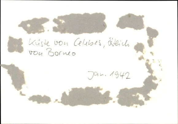 foto Heinrich Hoffmann, Kust van Noord-Celebes, januari 1942