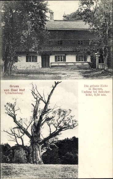 Postcard Irschenberg in Oberbayern, Desl Hof, largest oak tree in Bavaria