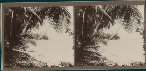 Stereo Photo Jamaica, 1915, Strandpartie, Palmen