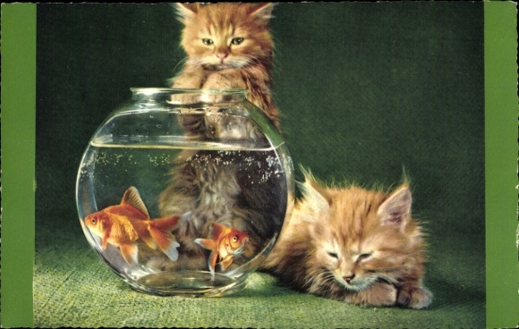 Postcard Two young red-tabby cats, goldfish bowl
