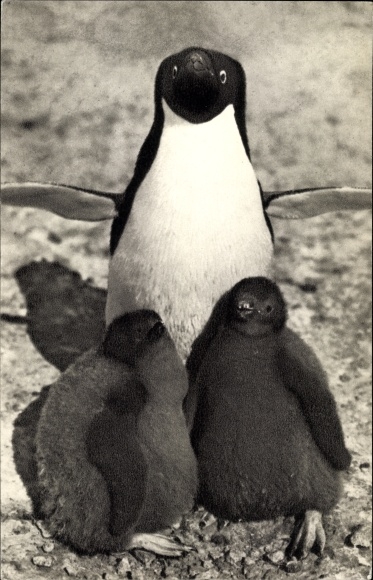 Postcard penguins, penguin mother with her chicks