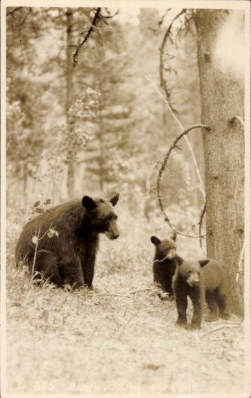 Photo Postcard forest party, black bears