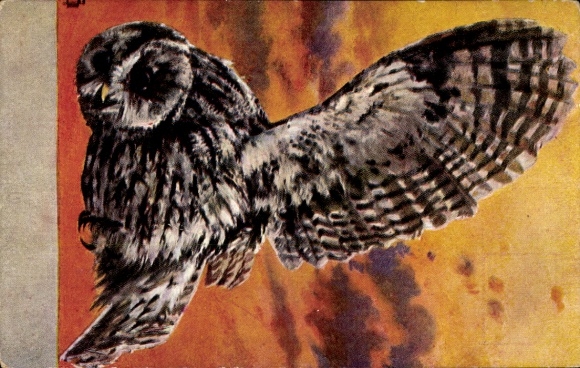 Postcard Owl, Bird, Painted Animal portrait