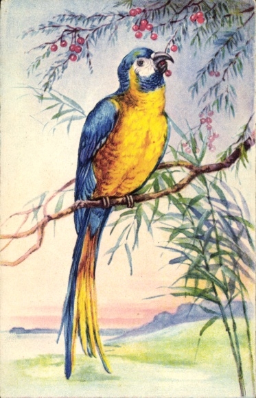 Postcard parrot on the tree, bird