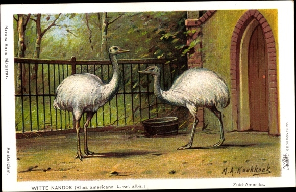 Artist Postcard Koekkoek, MA, White Rhea, Rhea americana